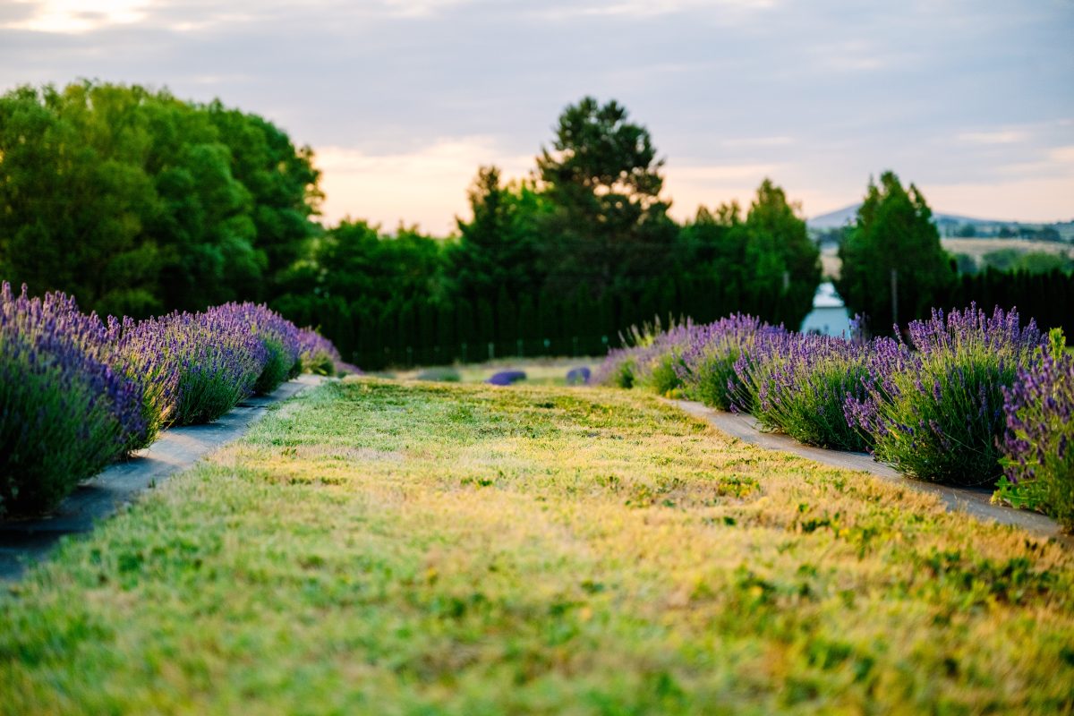 Belle Terre Lavender Farm